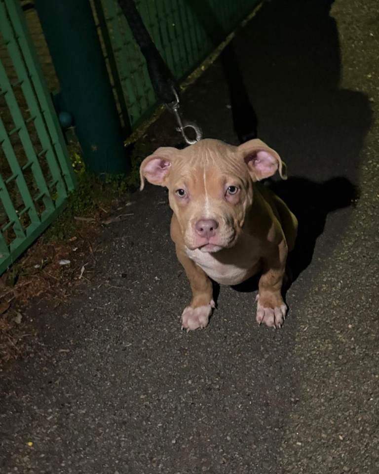 Quality pocket bullies last ones remaining