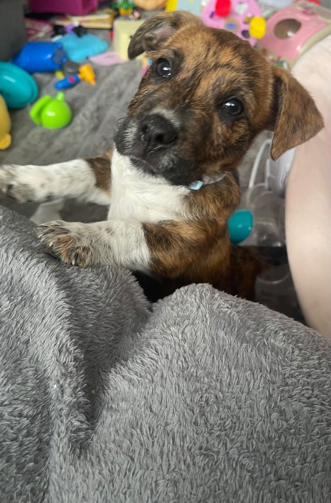 Patterdale puppies 