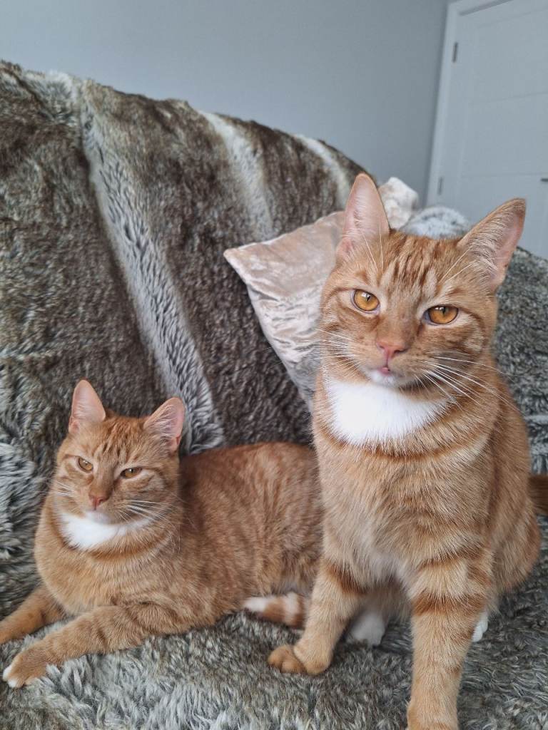 Special home required for 2 Adult sibling ginger cats.