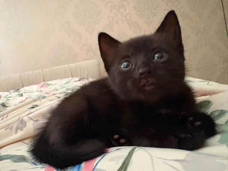 3 Girl Kittens looking for their forever homes