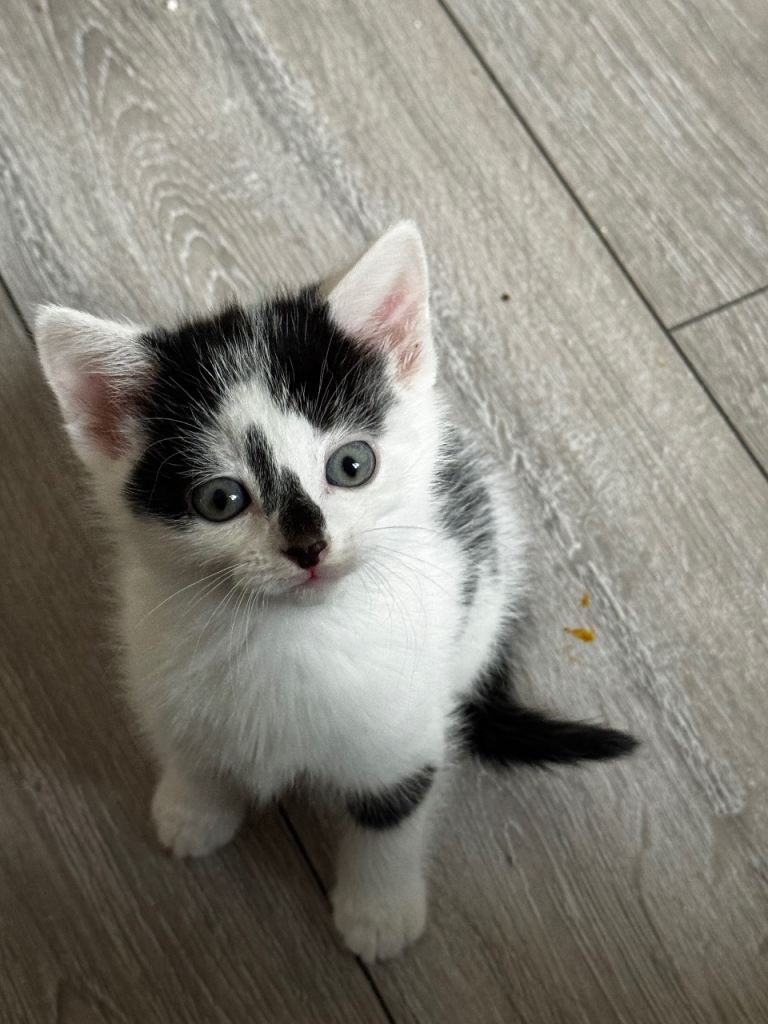 Adorable Black and White Kittens Looking for Loving Homes