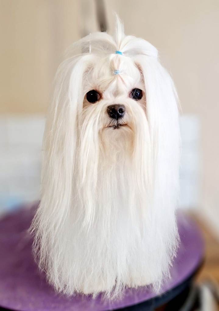 Korean Maltese 