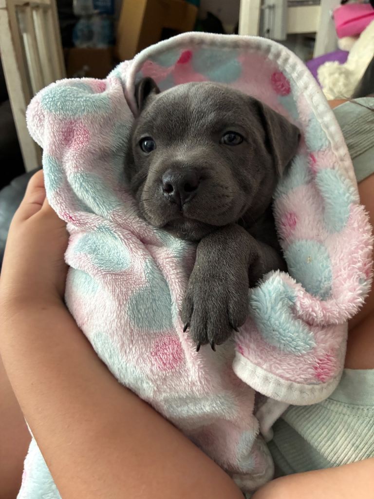 Blue Staffordshire bull terrier KC registered 