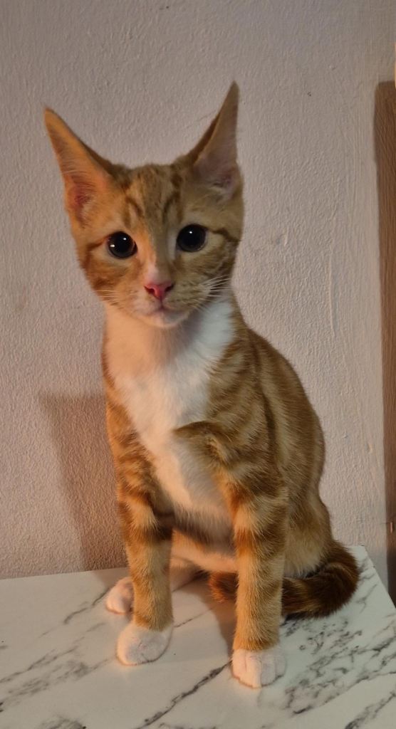 Adorable loving kittens