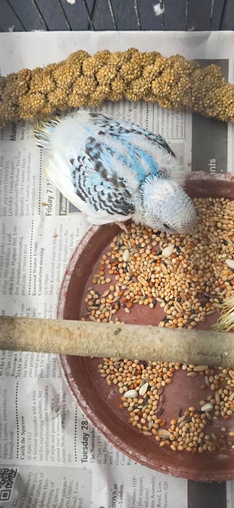 Tame baby budgies 