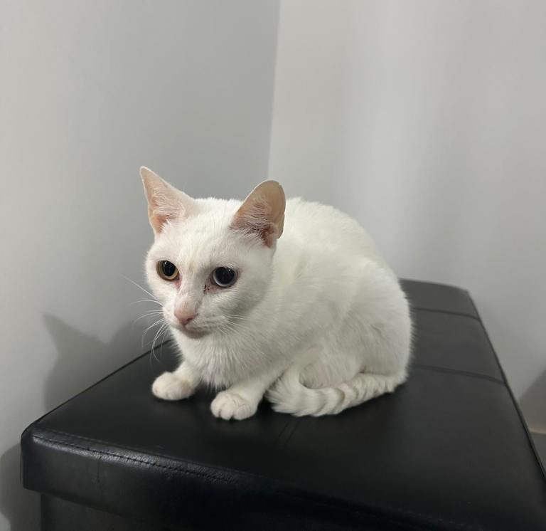 Full Turkish Angora – Female Cat