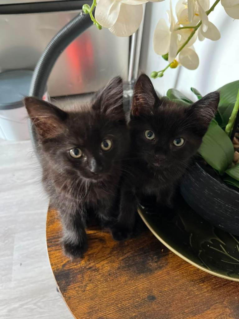 Fluffy furry Black kitten with grey chest 