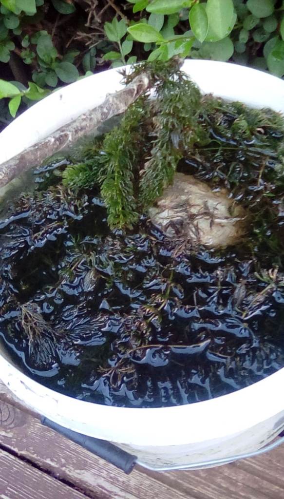 Pond plant