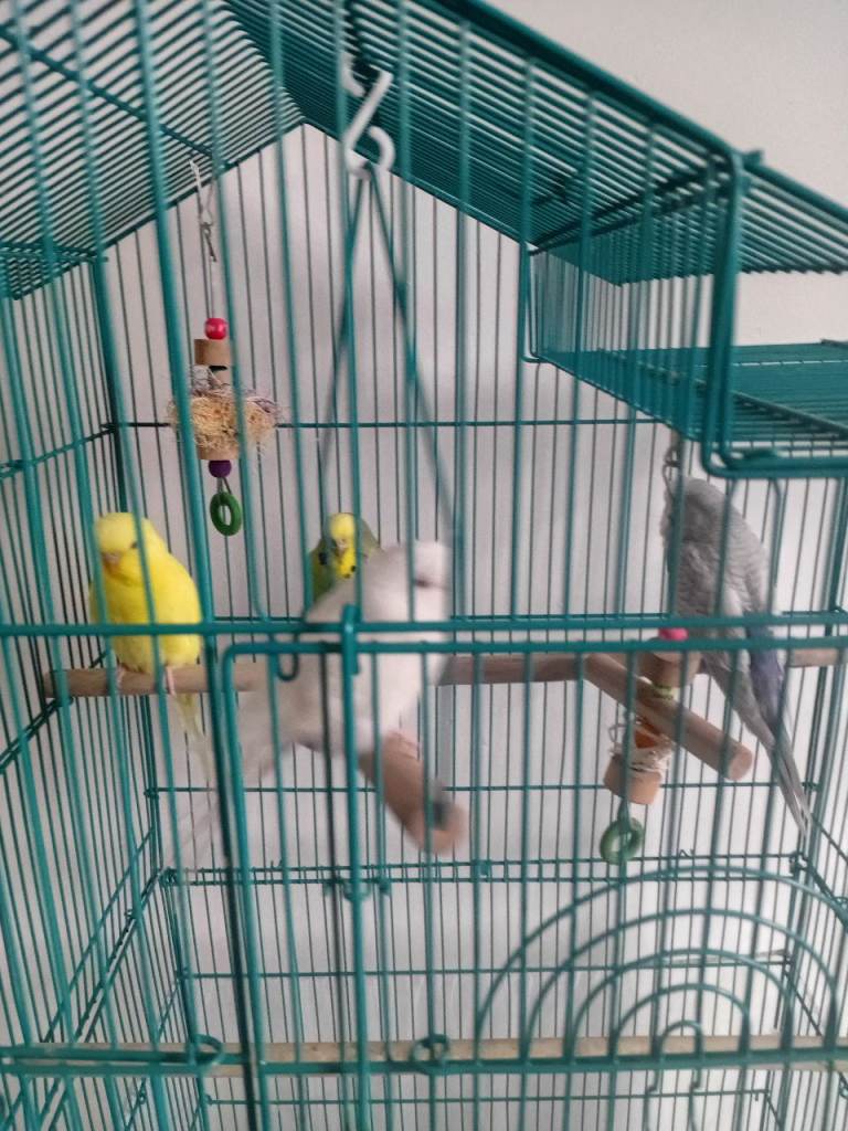 Budgies and cage full setup