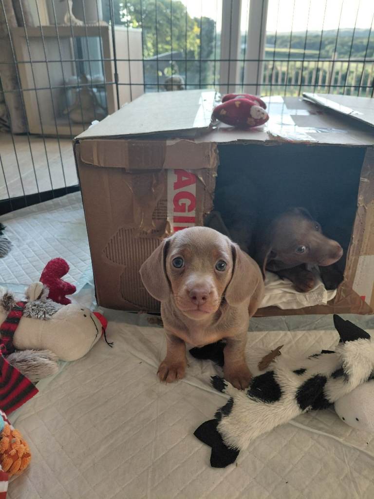 Dachshund Pups for Sale