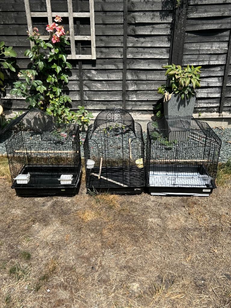 Bird cages 