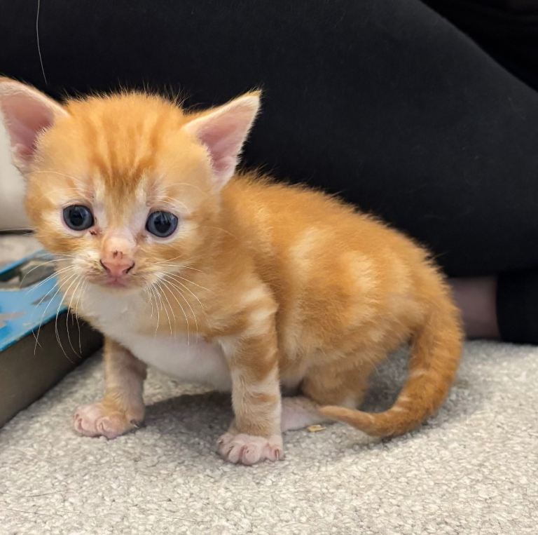 Kittens
