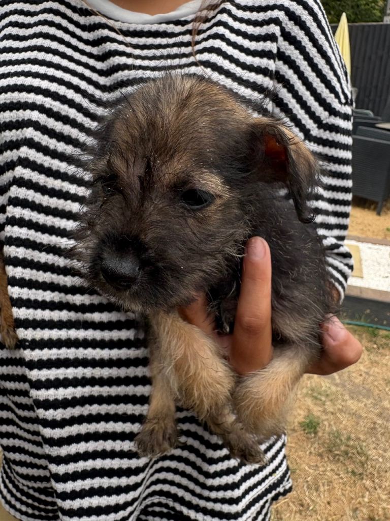 Jack Russell cross Yorkshire terrier