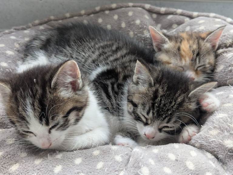 Two Tabby Kittens 