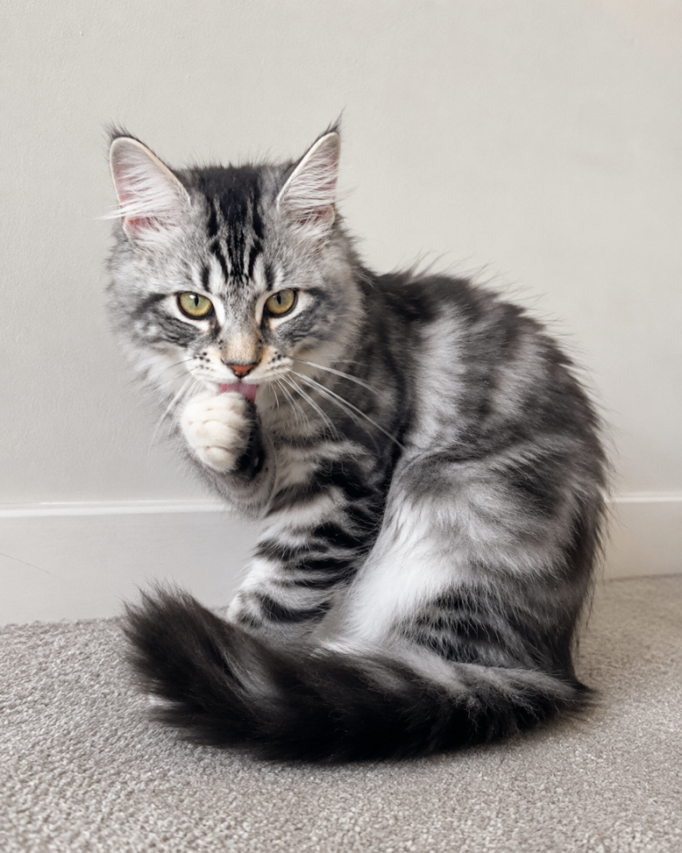 Stunning Long-Haired Kittens  - Maine Coon