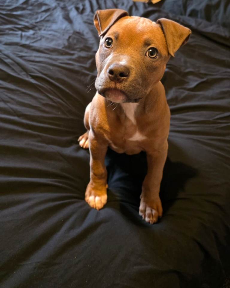 10 week old pocket bully 