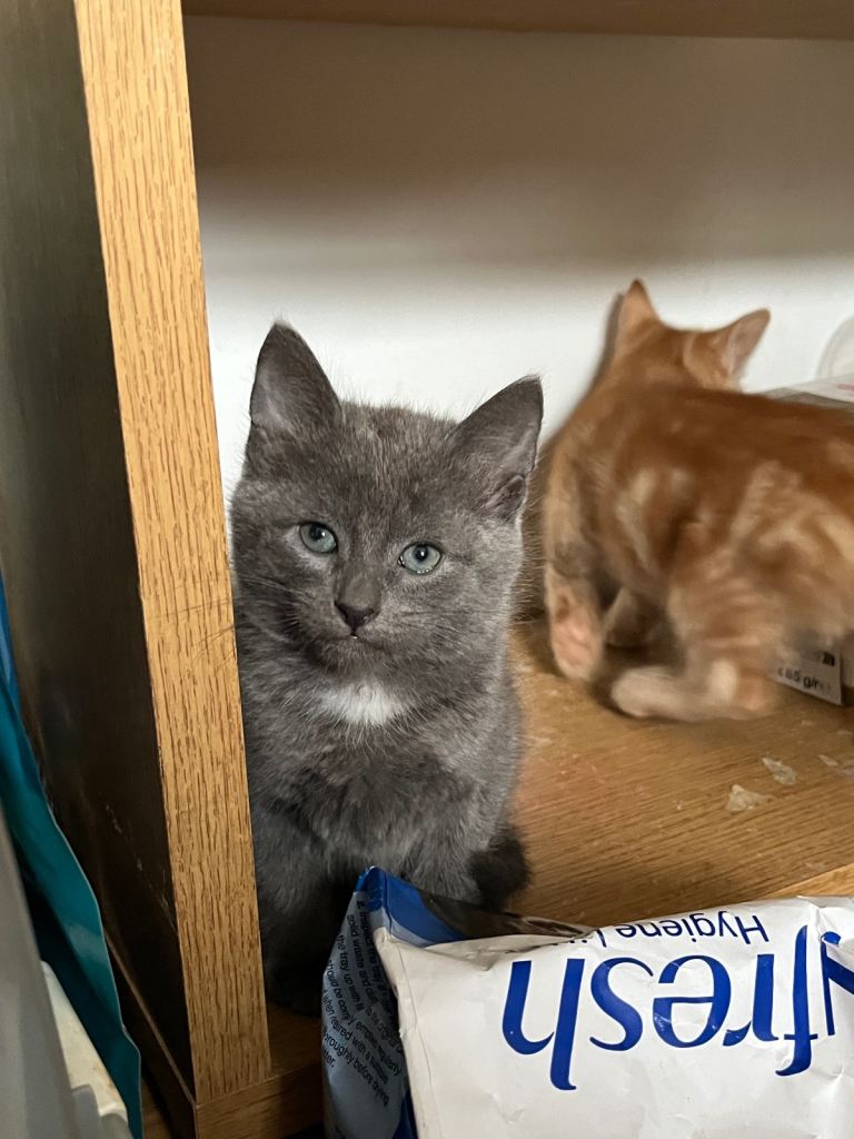  Beautiful kittens 8 weeks 