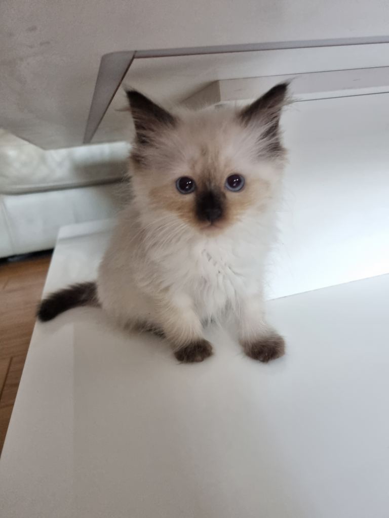 Adorable Ragdoll Kittens Looking for Loving Homes