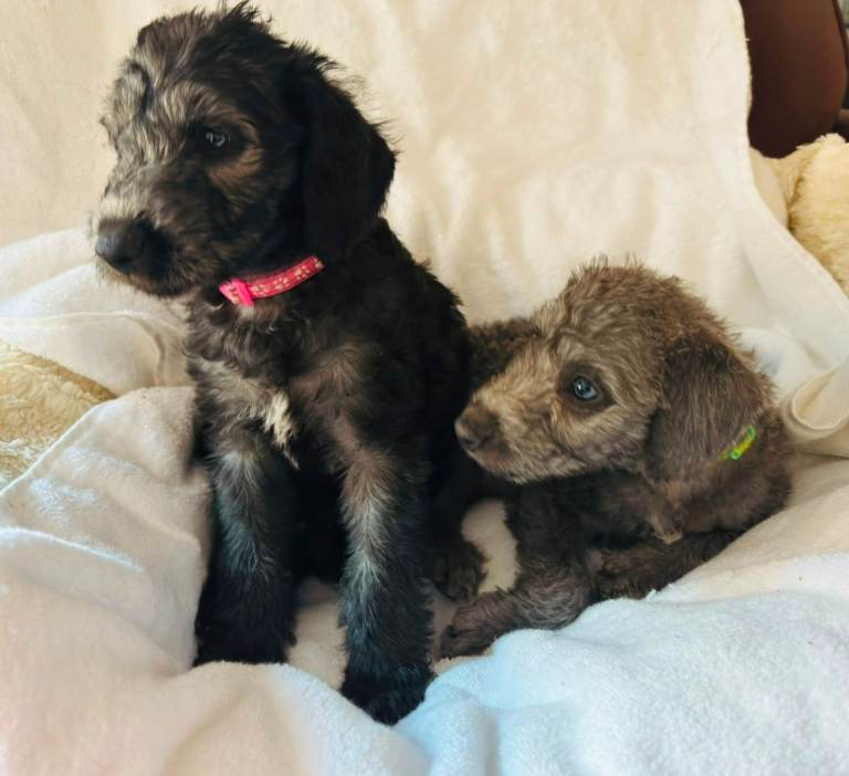 2 girl Bedlington/whippet puppies