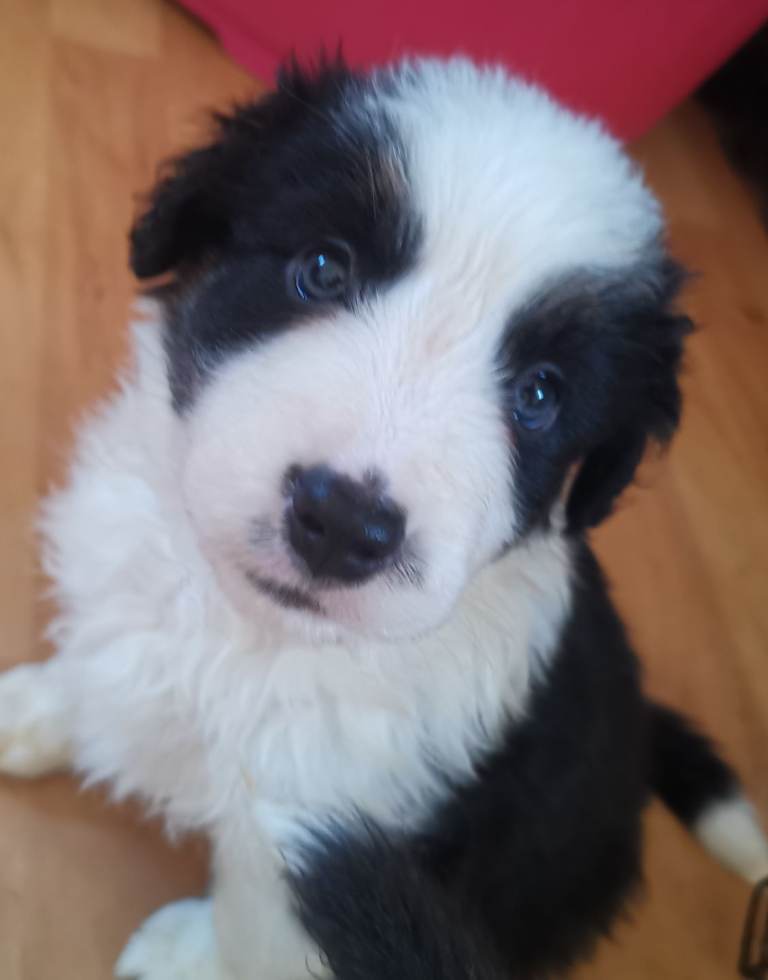 Beautiful Bordernese puppies 