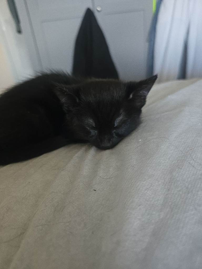 Kittens