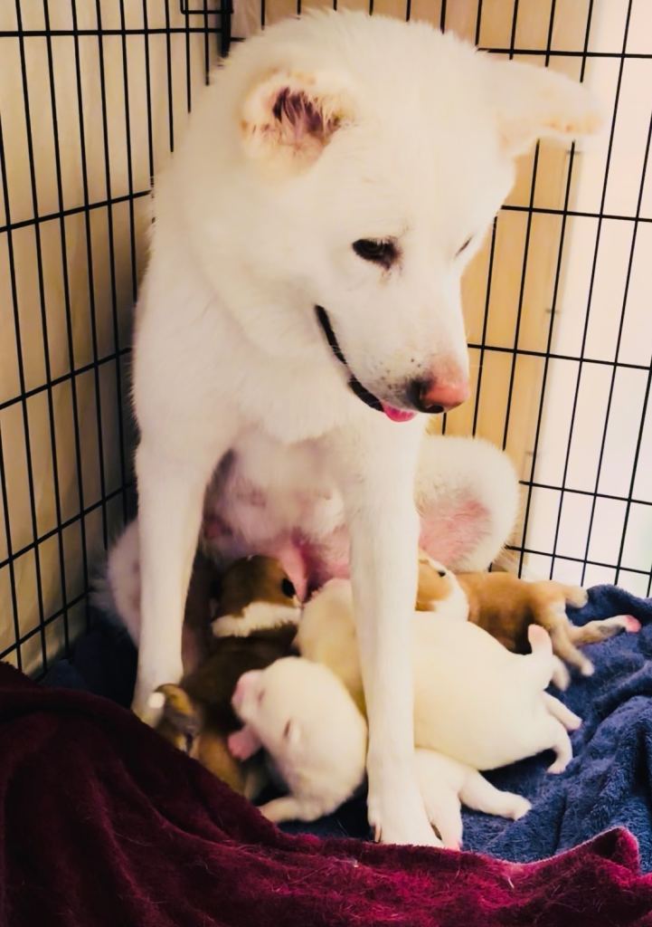 Beautiful Japanese Akita puppies offering love & affection to the right home💜