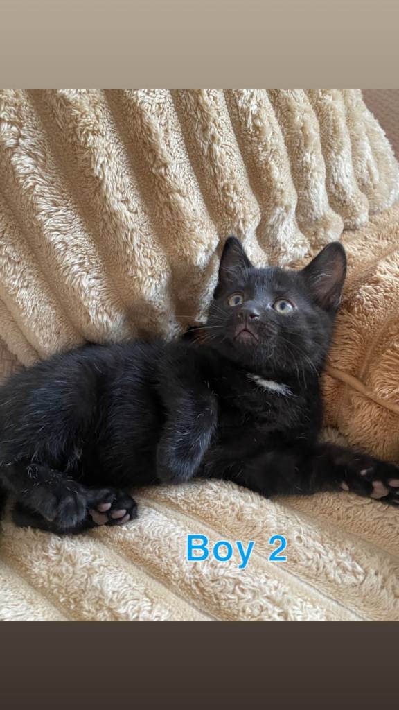 Tabby Kitten (boy)