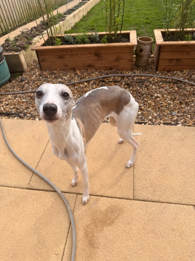 Whippet girl for new home 