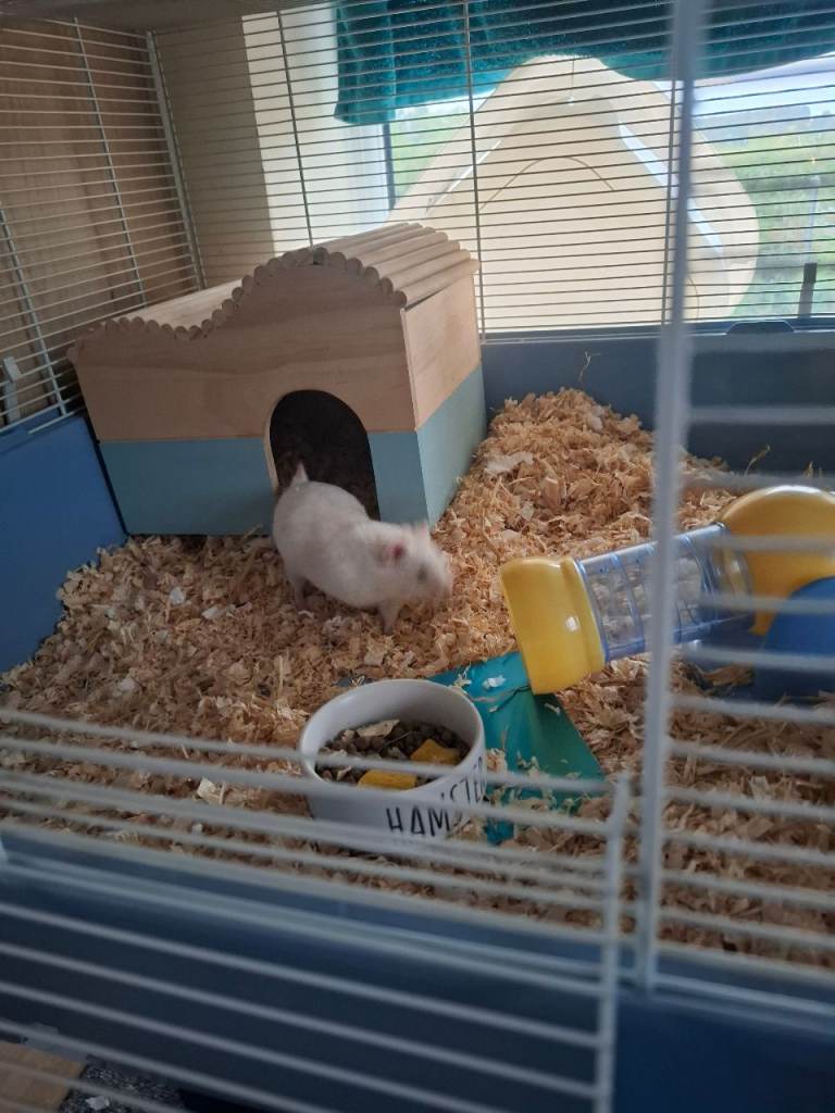 White syrian hampster