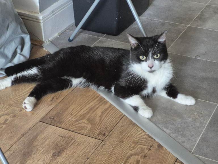  Black and white domestic 