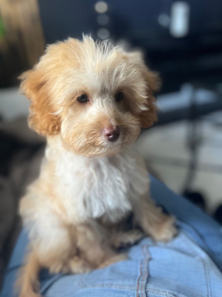 1 year old cockapoo 