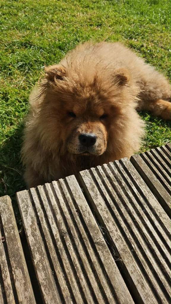5 month old chow chow pup