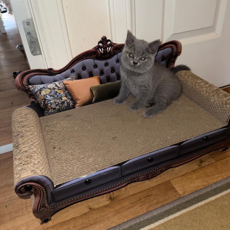 🐾 Beautiful Purebred British Shorthair Female Kitten Looking for Her Forever Home 🐾
