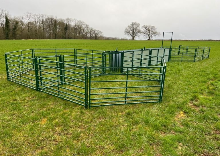 Sheep Handling System 100ft Holding Pens Sheep Race