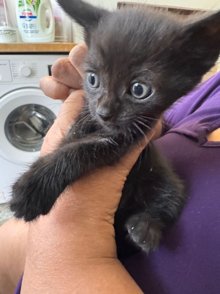 Adorable kittens for sale  