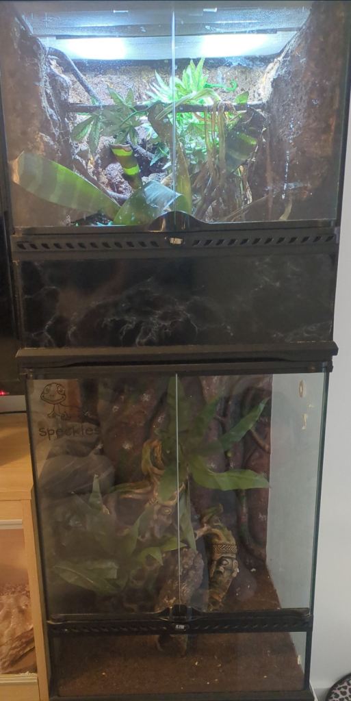 2 crested geckos with 2 vivariums