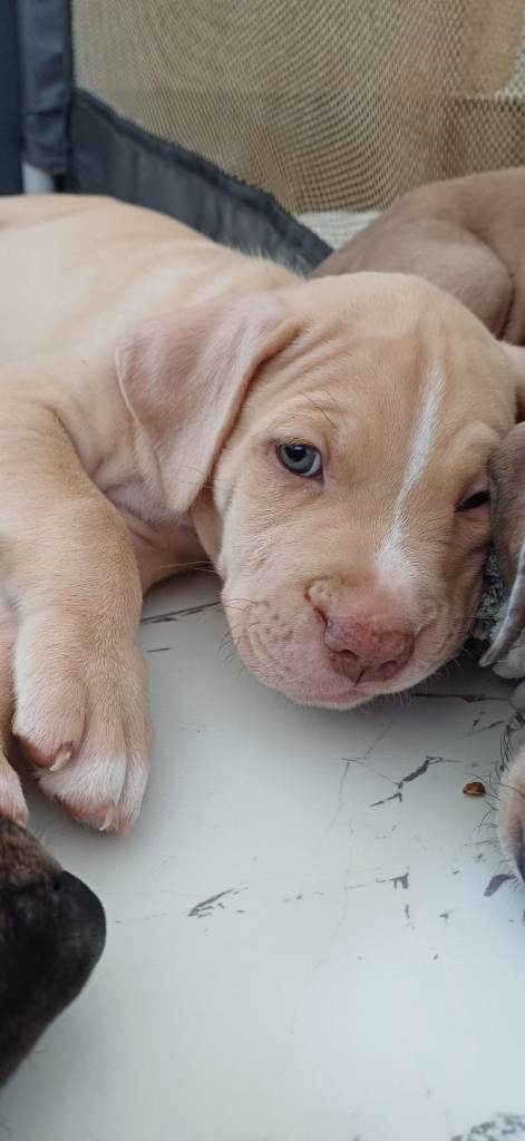 READY TO LEAVE Mastiff x staffy puppies 