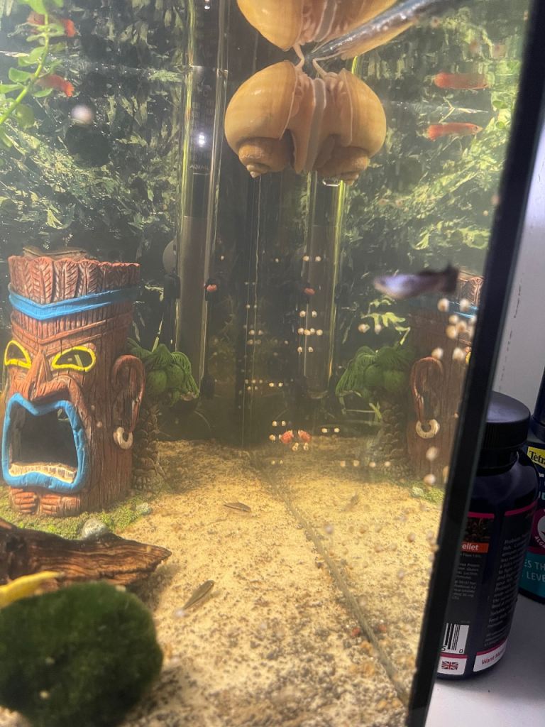 🐌 Baby Mystery Snails – Tropical Aquarium Snails 🐌