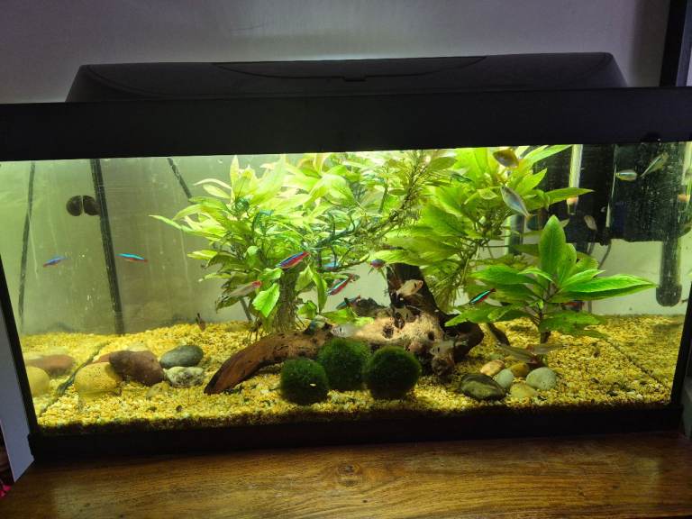 Aquarium - Tetra Starter Line 54l