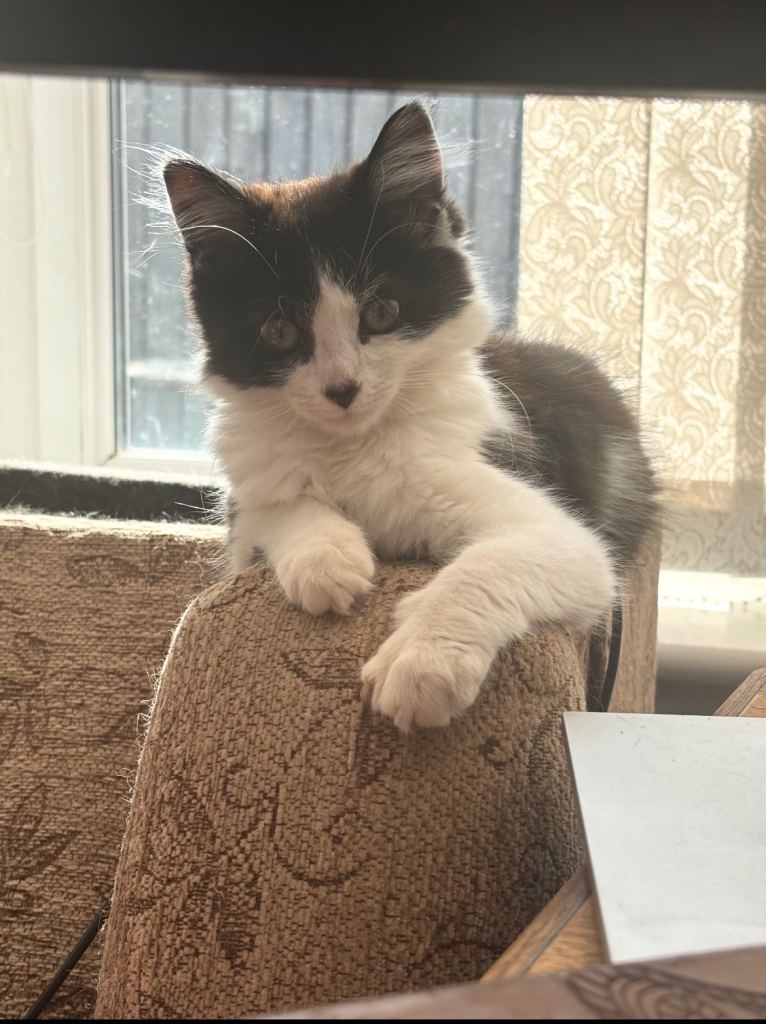 Kitten