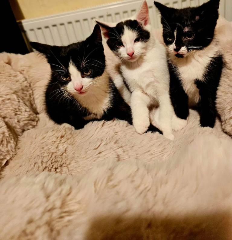 Little kittens