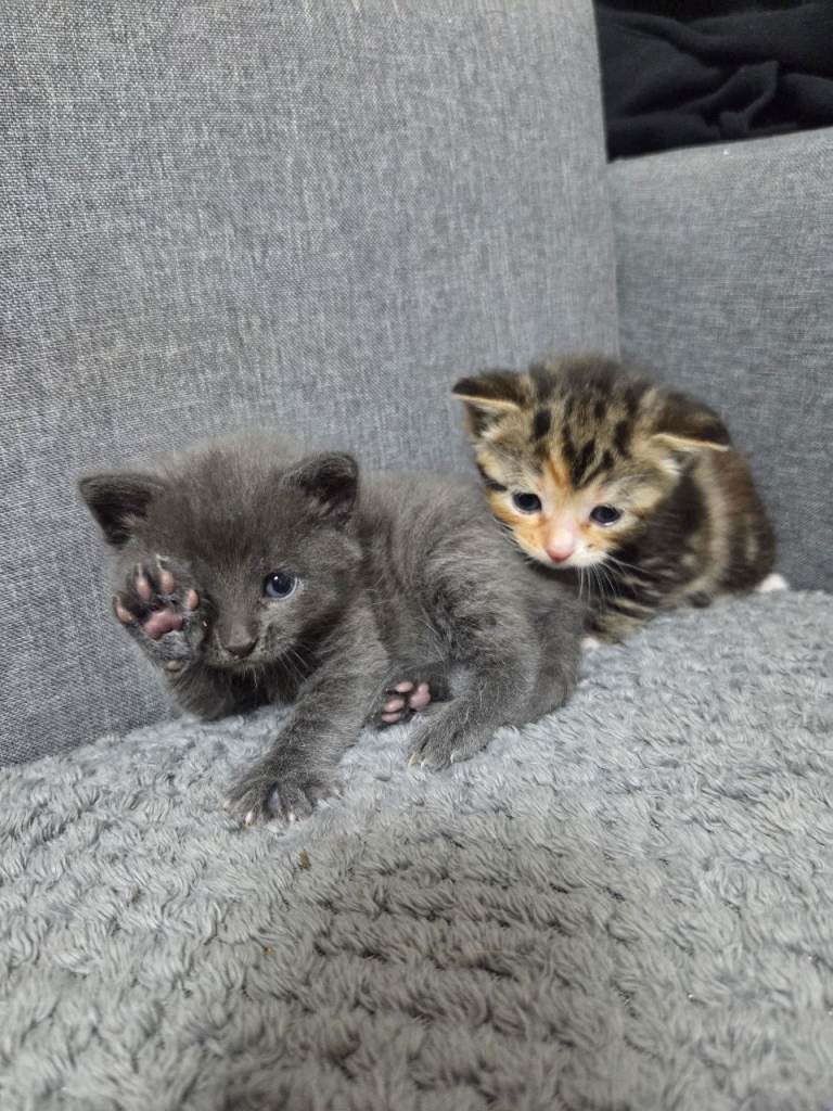 4 Adorable Kittens Ready for Their New Home 