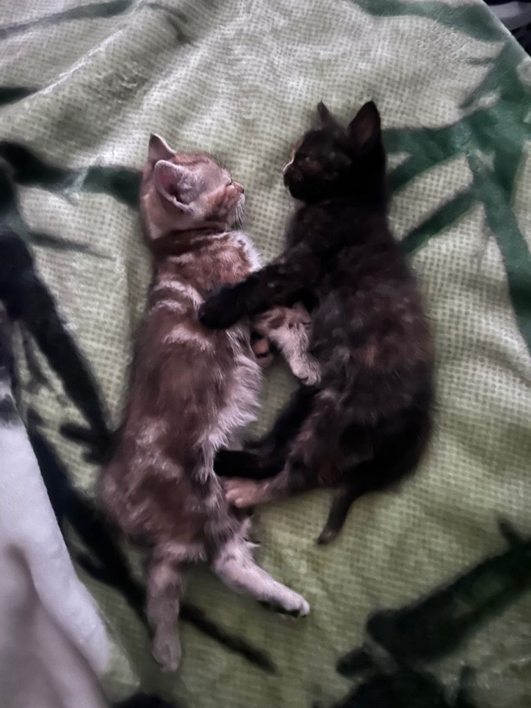 3 MIXED KITTENS FOR SALE 