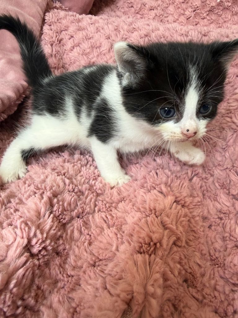 Fluffy kittens boys and girls ready now 