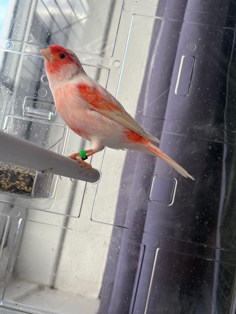 Red mosaic canary bird