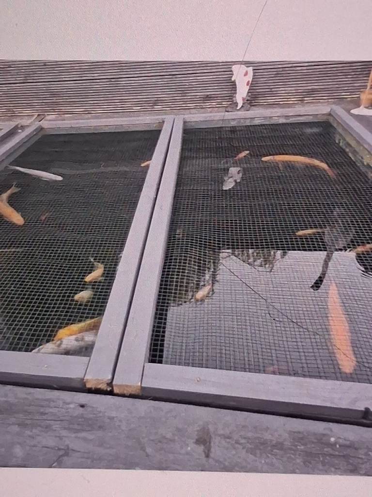 Pond fish 
