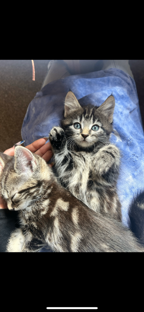 2 kittens for sale