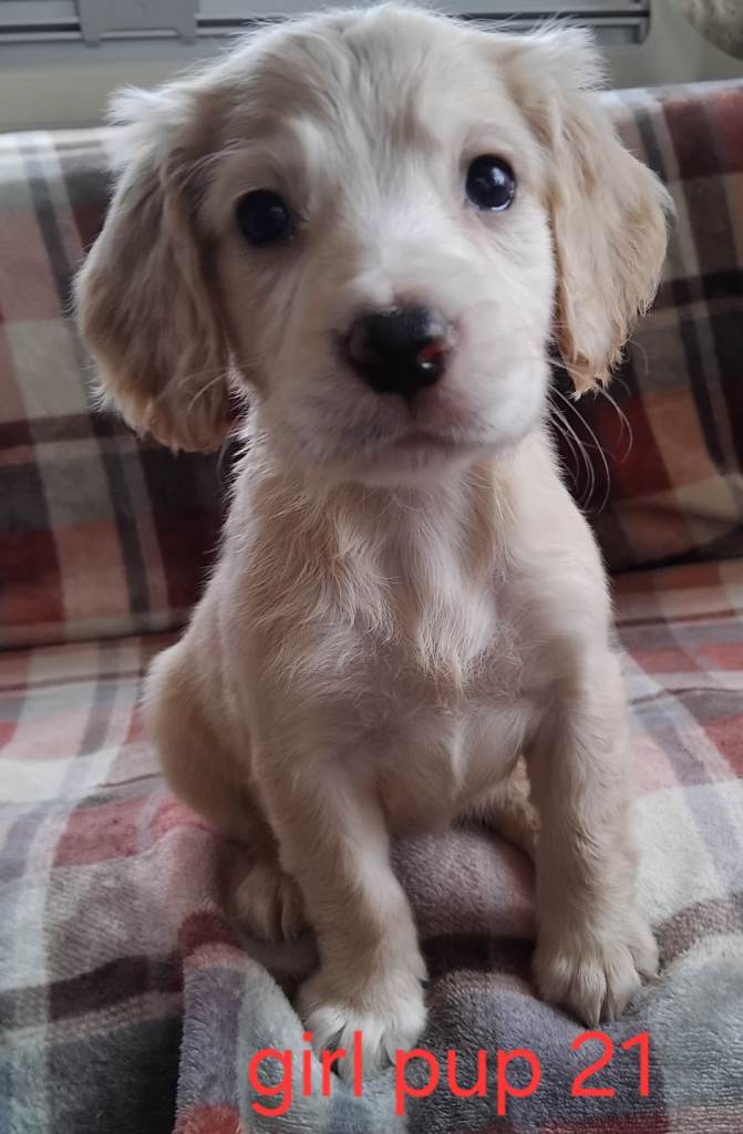 Cocker spaniels 