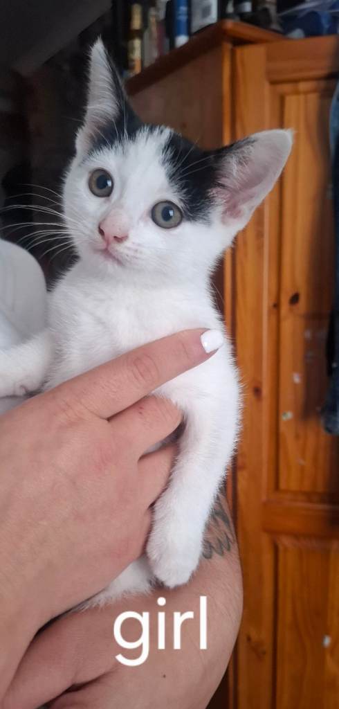 Kittens for sale!