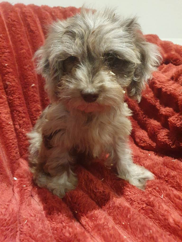 Cockapoo puppies: chocolate, choc merle and cream